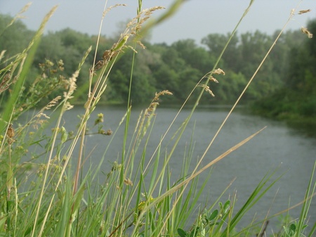 Псел перед дощем