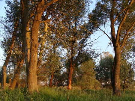 теплий колір сонця на деревах